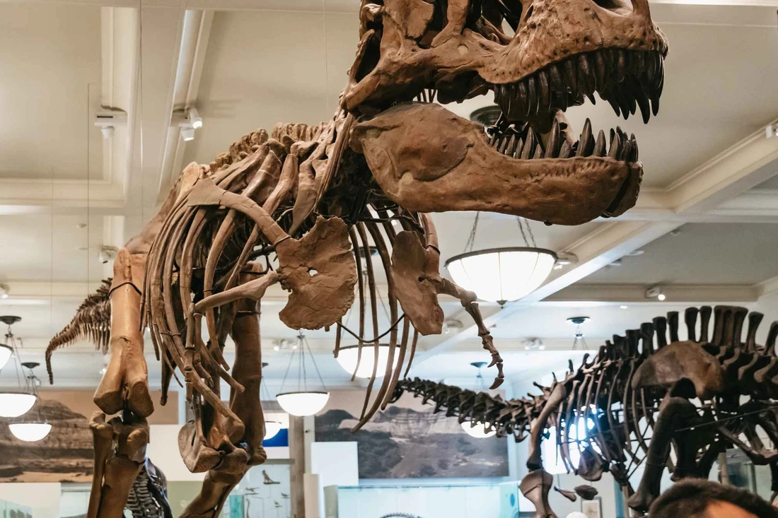 A towering dinosaur skeleton in the fossil halls of the American Museum of Natural History, the top natural history museum in New York