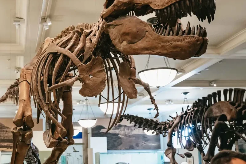 Visitors looking up at the suspended blue whale, one of the top museums in New York, inside the American Museum of Natural History